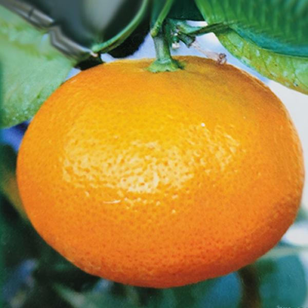 【特徴】10月から安定して収穫可能な極早生みかん。極早生品種の中ではトップクラスの糖度です。作りやすく豊産性なので初めてみかんを育てる方におススメの品種です。・糖度　10度程度・大きさ　120ｇ内外・熟期　10月上旬〜・受粉樹　不要※栽培環...
