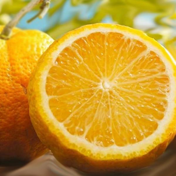 柑橘類の苗木 約1.３メートル ジャバラの苗木 楽天市場】[楽天市場店限定価格] ◇グリGO!秋のガーデニング応援祭