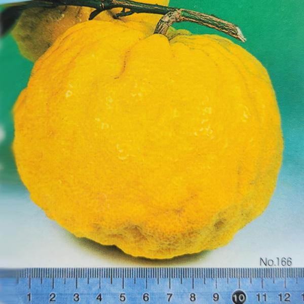 【特徴】別名　鬼柚子　ジャガタラ柚とにかく大きな果実の「獅子柚子」は、直径が10数cmにもなる特大の実を付けるゆずで、凹凸のある巨大実は圧倒的な存在感です。酸味は少なく、まろやかな風味。柔らかい皮はマーマレード等に。・大きさ　1kｇ内外・熟...