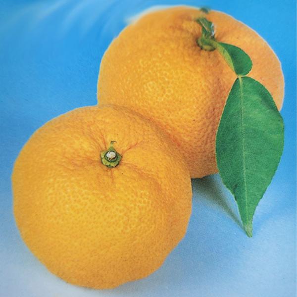 【特徴】「多田錦」は、種のない品種ですので料理や果汁を絞るのに向いており、様々なシーンで扱いやすいのが特徴。果実は小さく形は温州みかんに似ていて柚子の豊かな香りがあります。性質は耐寒性に優れ、比較的長い期間収穫ができます。・大きさ　90ｇ内...