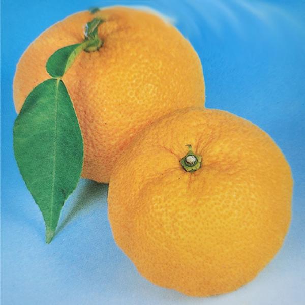 【特徴】料理等に使用される品種はこちら。ゆずは、酢みかん類の代表的な品種で、様々な料理に合う豊かな香りが特徴です。本ゆずは、ゆずの中でも実が大きく、柑橘類の中では耐寒性もあるため、ご家庭で楽しむのにも最適です。・大きさ　130ｇ内外・熟期　...