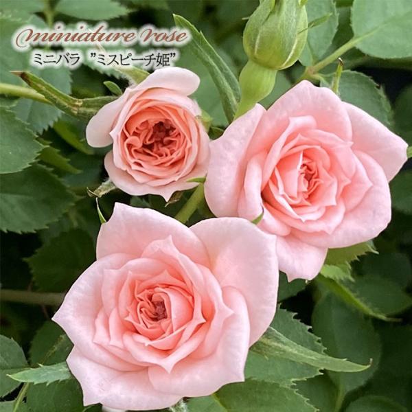 「ぽめきち」 切り花品種バラ苗　レアバラ 　2点 ぽめきち」 切り花品種バラ苗 レアバラ 2点 ぽめきち様専用」 切り花