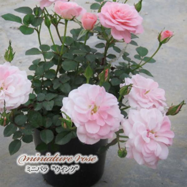 日本花キ流通 予約販売 ミニバラ ウインク 3号ポット 四季咲き バラ