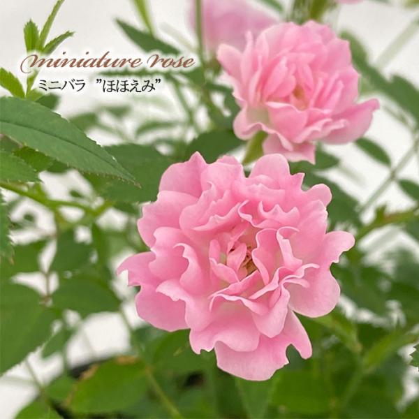 flower-net_z240619022