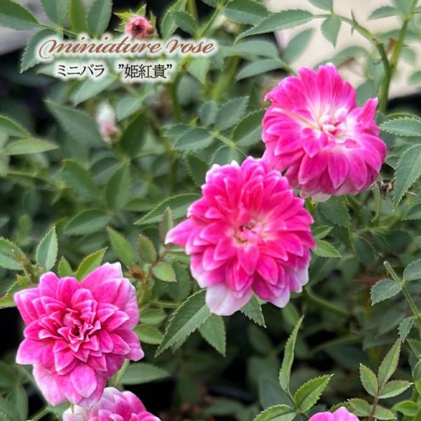 湖に咲く薔薇　3枚セット　ヘルメスやゴジラに 国内外の人気が集結 湖に咲く薔薇 3枚セット ヘルメスやゴジラに