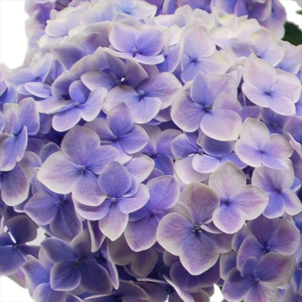 ㊿PVPアジサイ「おはよう」10.5cmポット KAMOセレ ラベル付き正規品 flower-net_z240526005