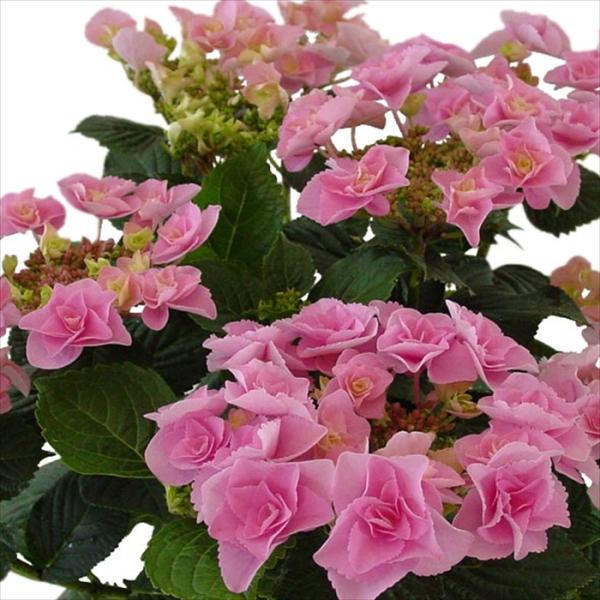 予約販売 アジサイ フェアリーアイピンク 10.5cmポット 登録品種 ハイドランジア 苗 花苗 苗木 あじさい 紫陽花 tsa 10月下旬以降発送