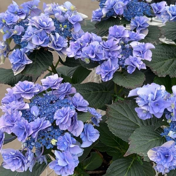 flower-net_z240626020