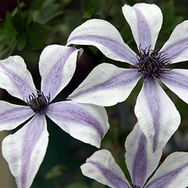 専用✳︎及川フラグリーン✳︎クレマチス流星&風の方位花苗 及川