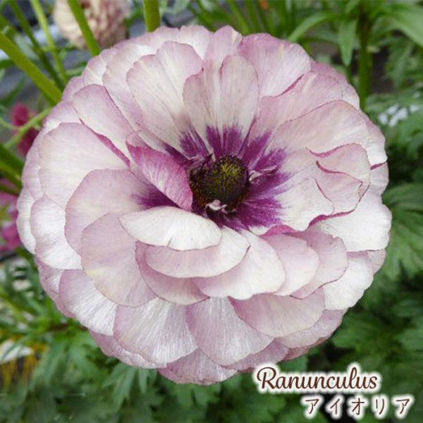 ラナンキュラス ラックス 苗 アイオリア 10.5cmポット 宿根草 花苗