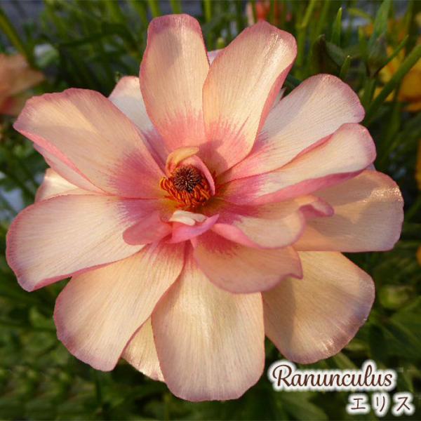 ラナンキュラス ラックス 苗 エリス 10.5cmポット 宿根草 花苗