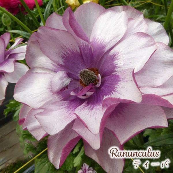 ラナンキュラス ラックス 苗 ティーバ 10.5cmポット 宿根草 花苗