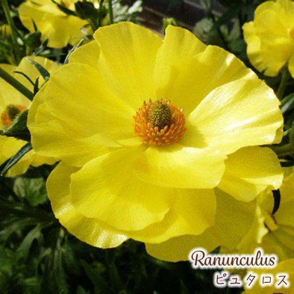 ラナンキュラス ラックス 苗 ピュタロス 10.5cmポット 宿根草 花苗