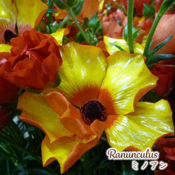 早割　花苗■ラナンキュラス　ラックス■最新品種アポロン■メリクロン苗1ポット NEW ラナンキュラスラックス 【アポロン】 3月上旬より順次発送