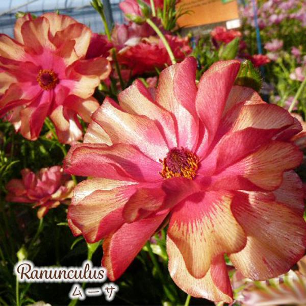 flower-net_z240630020