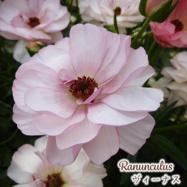 ラナンキュラスラックス苗　6ポットセット Amazon.co.jp: ラナンキュラス ラックス キュベレー 苗 6号ポット 耐寒