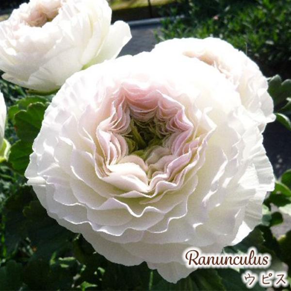 日本花キ流通 ラナンキュラス 苗 ウピス 10.5cmポット 宿根草 花苗
