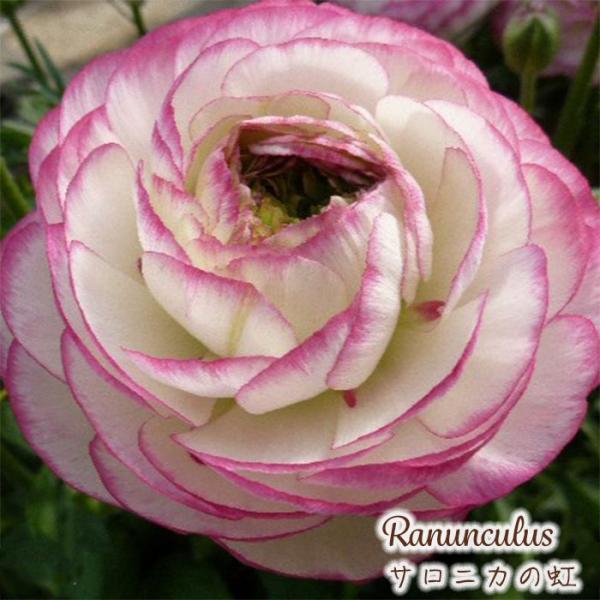 Sakku　ラナンキュラス　2苗セット 草花,ラナンキュラスの購入なら赤塚植物園オンライン 花の音｜花苗