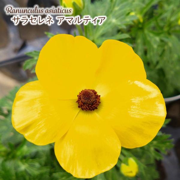 ラナンキュラス ランドセル 苗 サラセレネ アマルティア 10.5cmポット