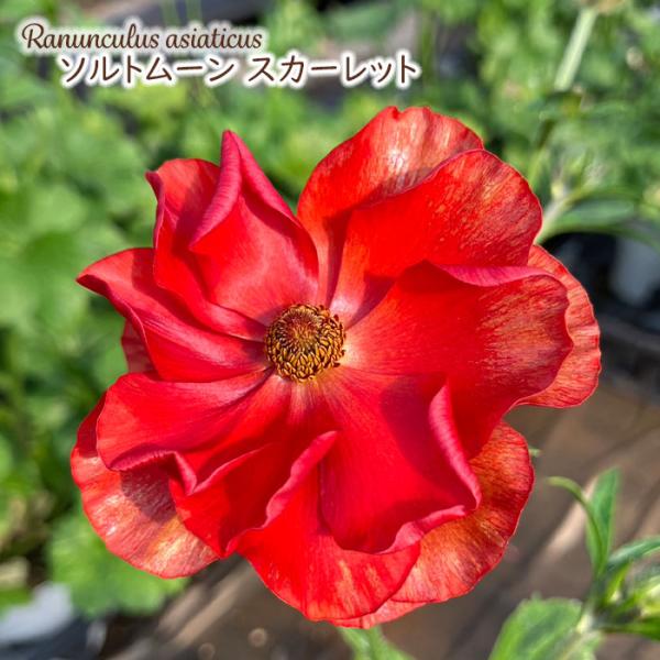 予約販売 ラナンキュラス ランドセル 苗 ソルトムーン スカーレット