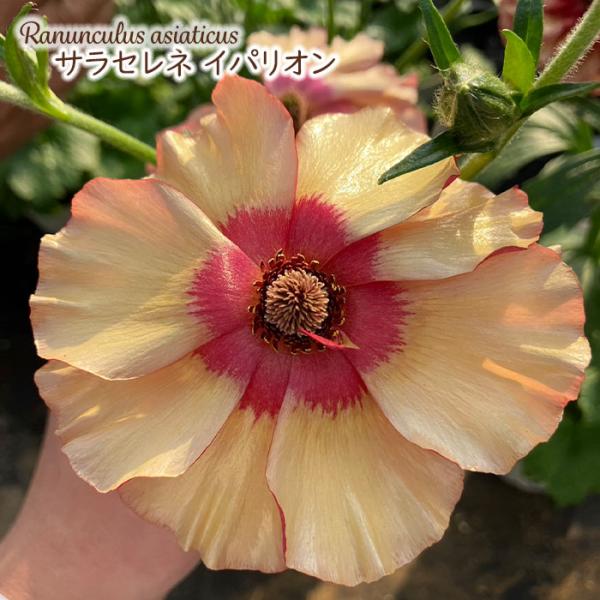 flower-net_z240630108