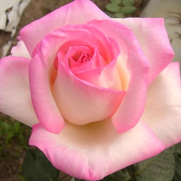 flower-net_z240701011