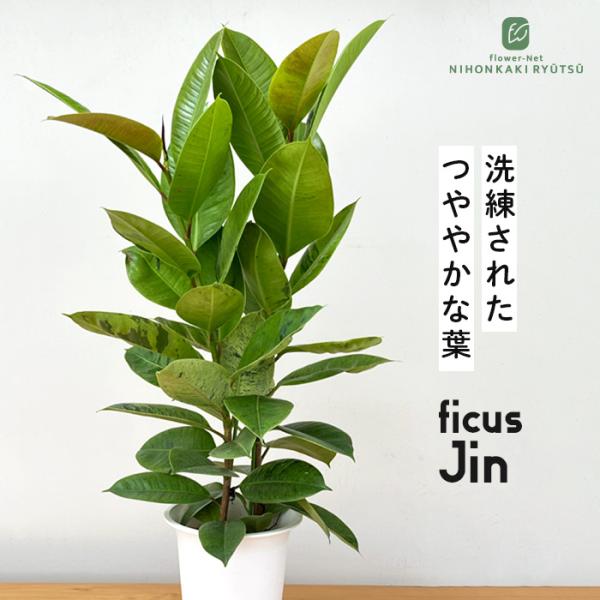フィカス　マルコ　植物　インテリア 日本花キ流通 観葉植物 フィカス ジン ゴムの木 6号鉢 送料無料 観葉