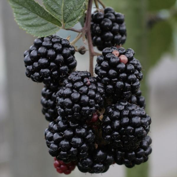 日本花キ流通 予約販売 ブラックベリー 苗 チェスター 10.5cmポット