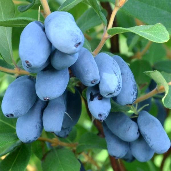 日本花キ流通 予約販売 ハニーベリー 苗 ボレアルビースト 12cmポット