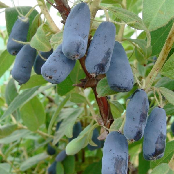 日本花キ流通 予約販売 ハニーベリー 苗 ボレアルブリザード 12cm