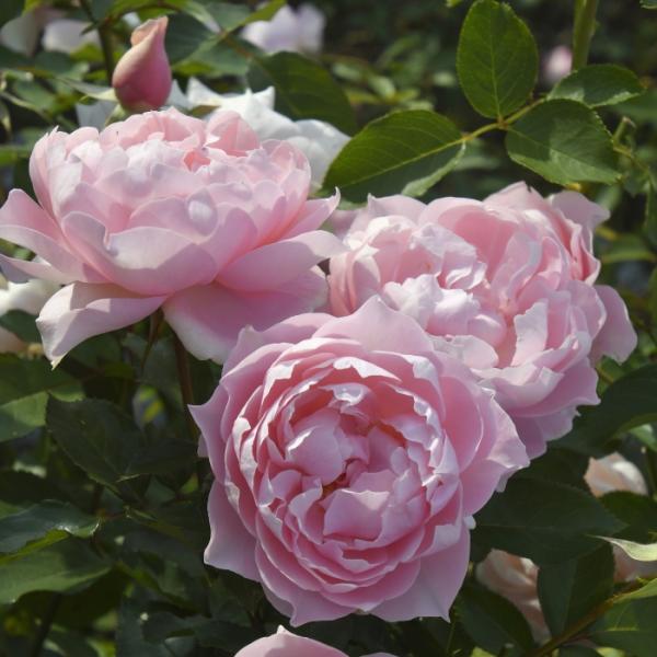 予約販売 バラ苗 バラ大苗 ロサ オリエンティス ローブデコルテ 品種