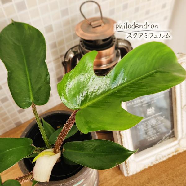 日本花キ流通 観葉植物 フィロデンドロン スクアミフェルム 7.5cm