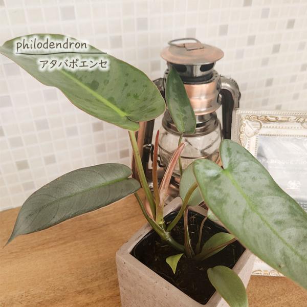 flower-net_z240711010