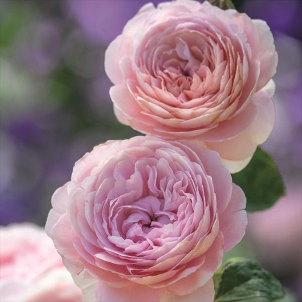 バラ苗 バラ大苗 イングリッシュローズ クィーンオブスウェーデン 薔薇