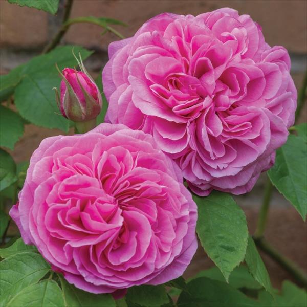 バラ苗 バラ大苗 イングリッシュローズ ガートルードジェキル 薔薇 ばら 送料無料 ピンク dva