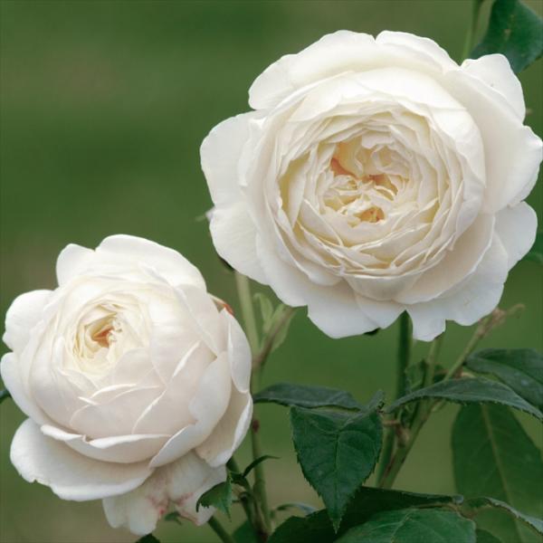 バラ苗 バラ大苗 イングリッシュローズ クレアオースチン 登録品種 薔薇 ばら 送料無料 白 dva