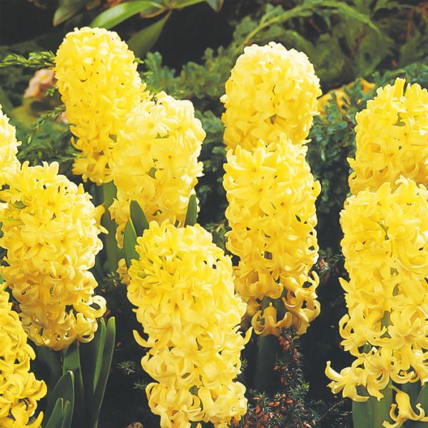 予約販売 球根 ヒヤシンス 黄色 福花園 2球 fke 10月中旬以降発送