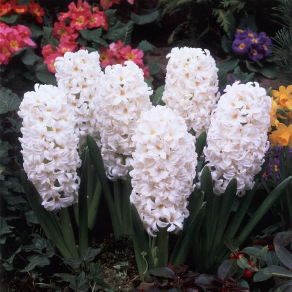 予約販売 球根 ヒヤシンス 白色 福花園 2球 fke 10月中旬以降発送