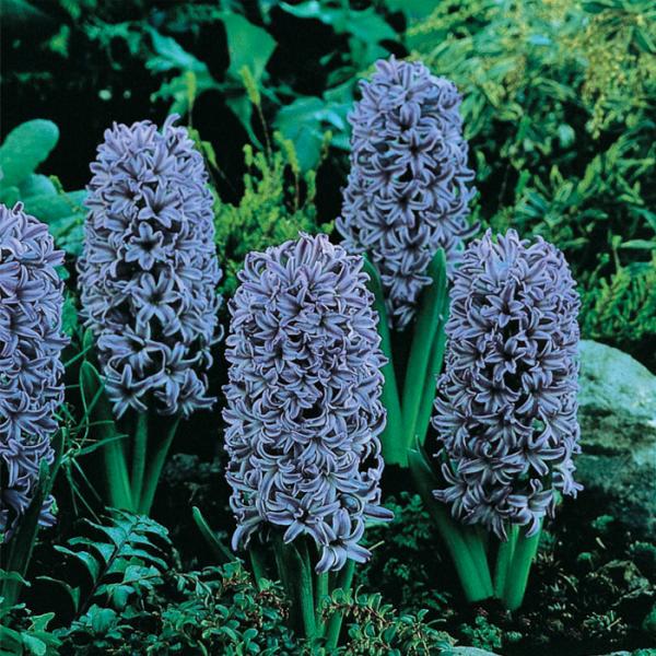 予約販売 球根 ヒヤシンス 紫色 福花園 2球 fke 10月中旬以降発送