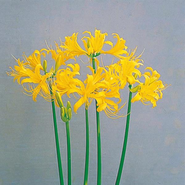 リコリス　オーレア　特大級2球 直径約6.5〜7.5 リコリス オーレア 特大級2球 直径約6.5〜7.5ブランド