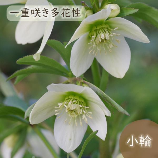 クリスマスローズ苗 プチドール栞 9cmポット 横山園芸 宿根草 花苗