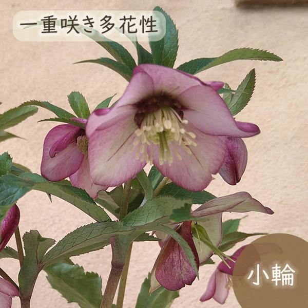 予約販売 クリスマスローズ苗 プチドール紬 9cmポット 横山園芸 宿根草