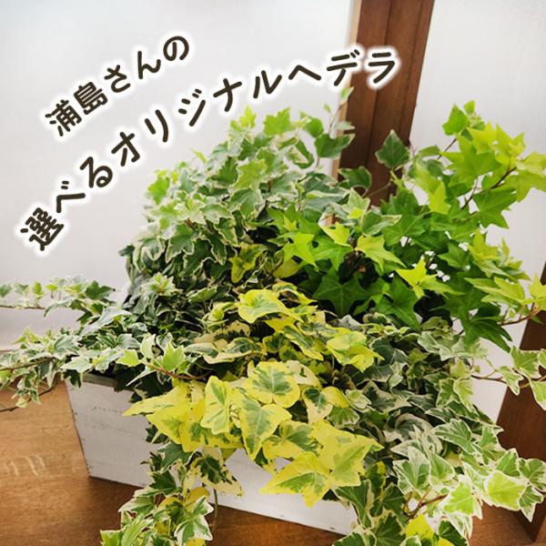 ヘデラの育種で有名な浦島園芸さんのオリジナル品種。いろいろな葉模様、葉形などお好みの品種をお選びいただけます。【ご確認ください】◎下記エリアへのご注文は誠に勝手ながらキャンセルさせていただきます。（北海道全域・伊豆諸島・小笠原諸島・鹿児島県...