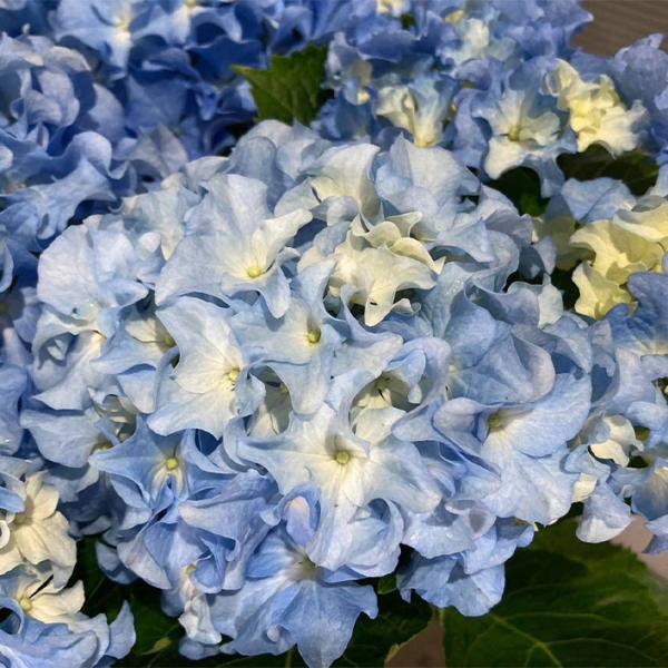 flower-net_z240826102