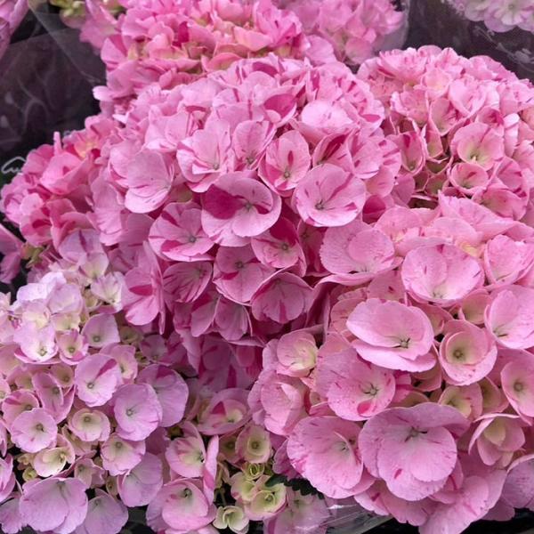 flower-net_z240826103