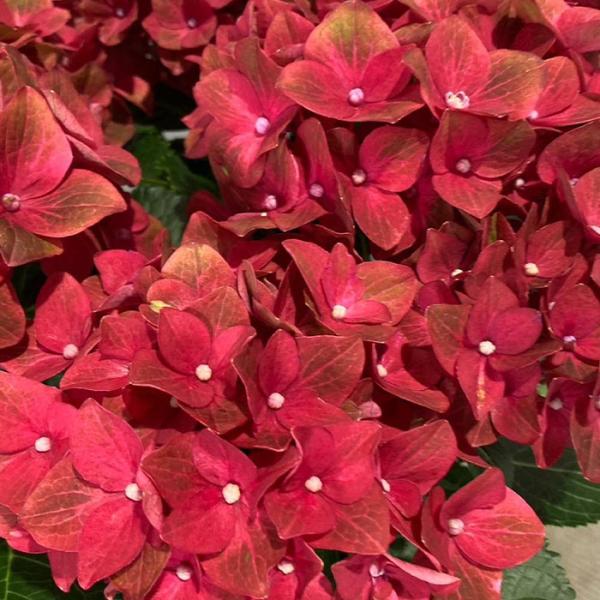 Hydrangea ハイドランジア ベルベリス ベルベリス | 日本のメーカー, ハイドランジア | | ヨーヨーショップネスト