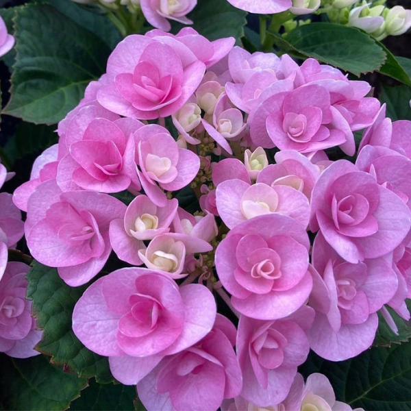 flower-net_z240826106