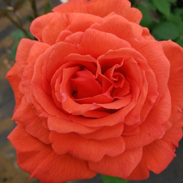 日本花キ流通 【まもなく締め切り】 予約販売 バラ 苗 新苗 大輪