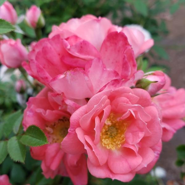 日本花キ流通 予約販売 バラ 苗 バラ 新苗 つるバラ 花見川 一季咲き