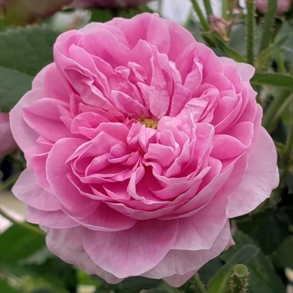 日本花キ流通 予約販売 バラ 苗 バラ 新苗 オールドローズ プティドオ